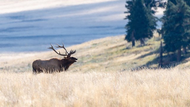 A bull elk grazing in an open valley