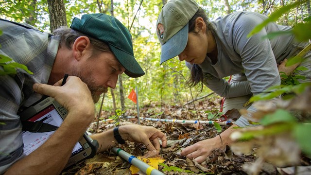 Two scientists examine the forest floor.