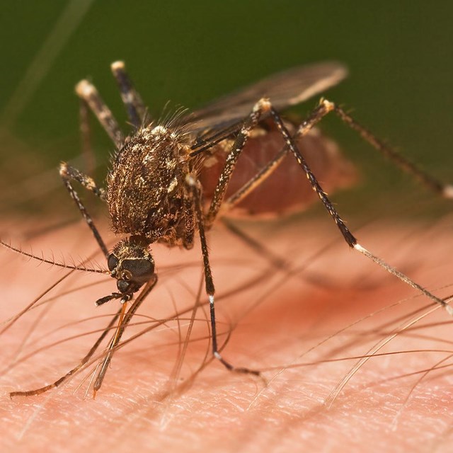 Zika & Other Mosquito-Borne Diseases