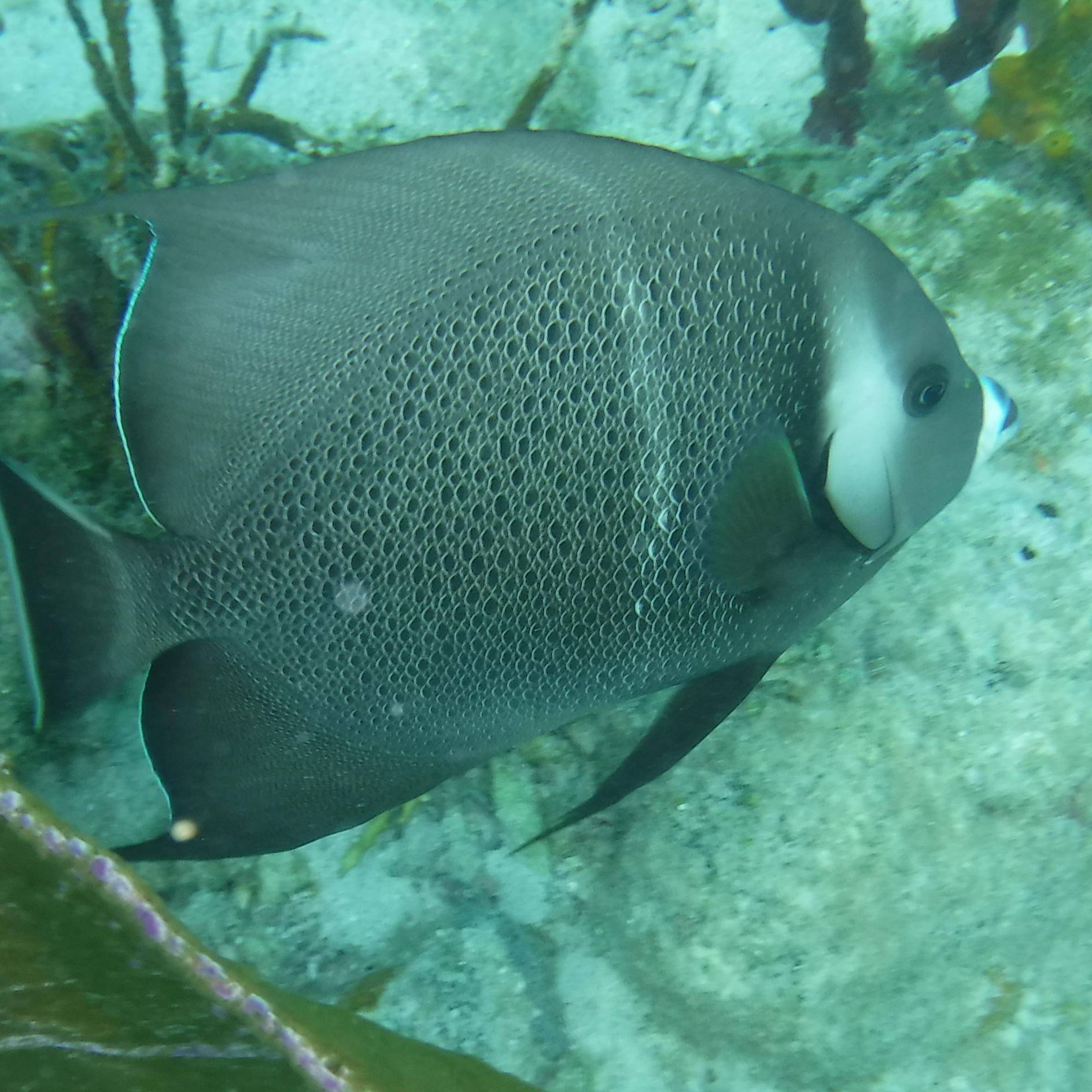 Snorkeling in Virgin Islands National Park