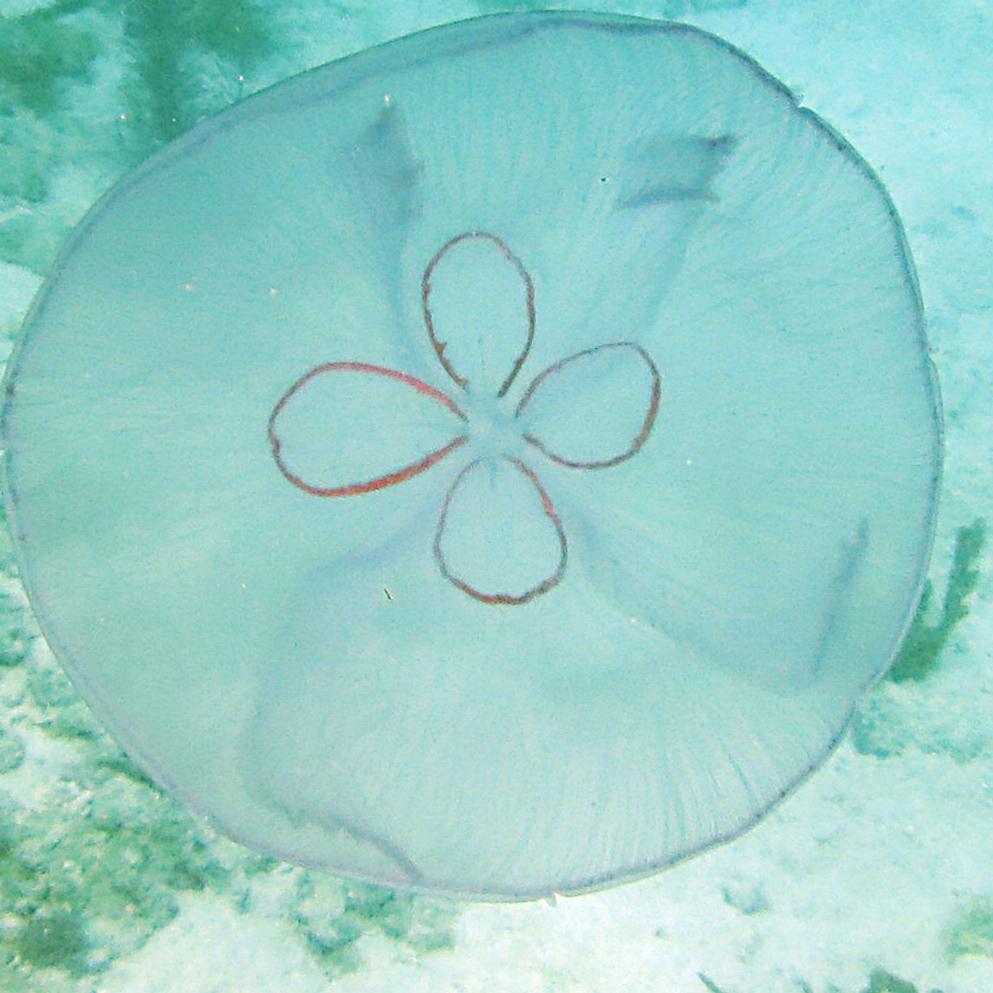 Marine Hazards to Avoid