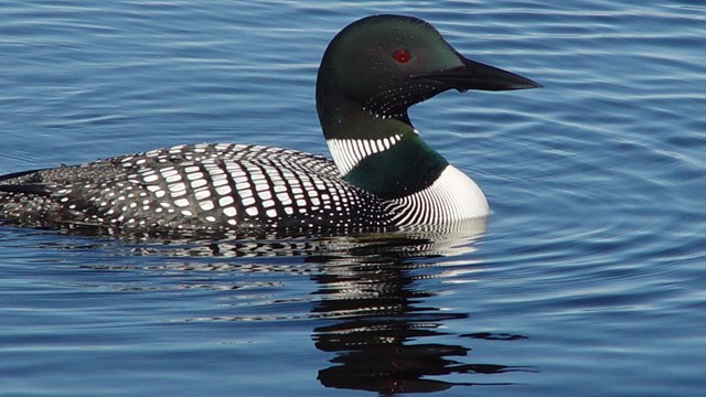 Loon in the water
