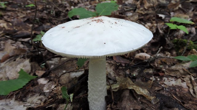 Image of a mushroom in the ground