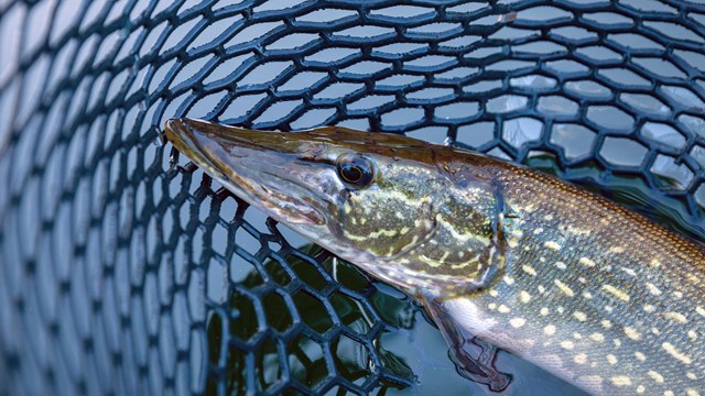 Photograph of Northern Pike in fishing net. 