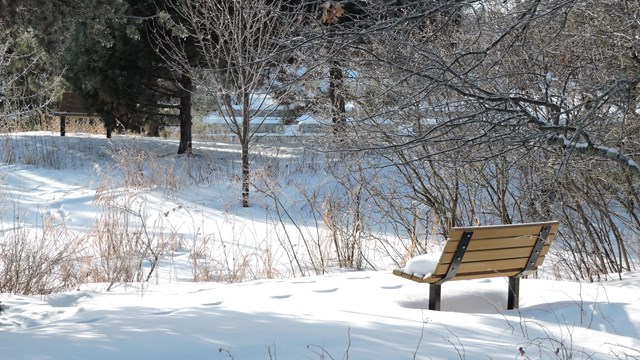 Photographs of rain drops on water surface reflecting green foliage. 