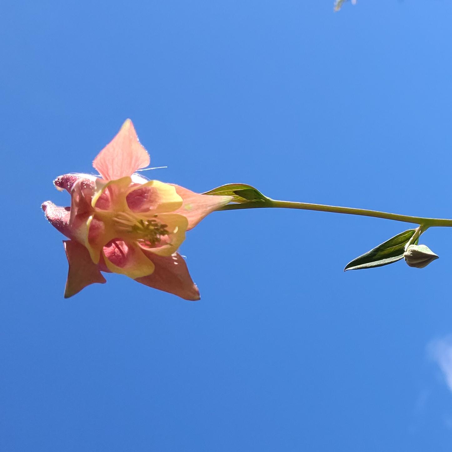A wildflower with a bright blue sky background