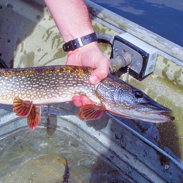 A long, slender Northern Pike is held over a tub of water inside a boat by a pair of hands.