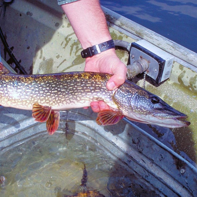 An angler holds a large gray and white speckled fish that they recently caught.