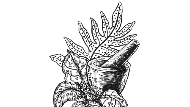 Plants of Asan Ridge