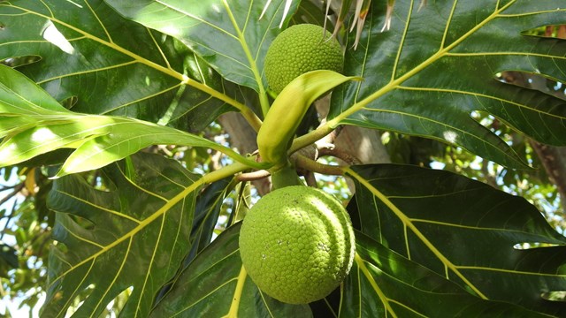 Large, round green fruits hanging from a tree