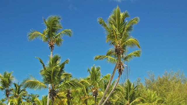 Tall, skinny trees with green fronds at the top