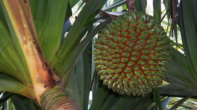 A round, spiky green and red fruit handing from a tree.