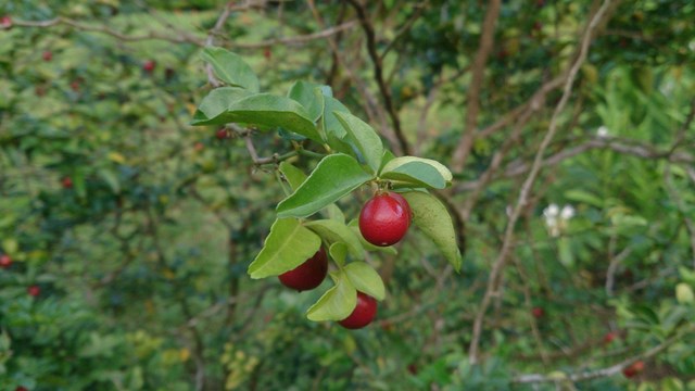 Small, round red berries hanging from a branch