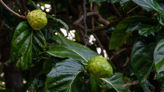 Two lumpy green fruits hanging from a branch