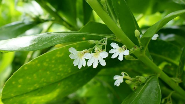 Small white flowers on a bush