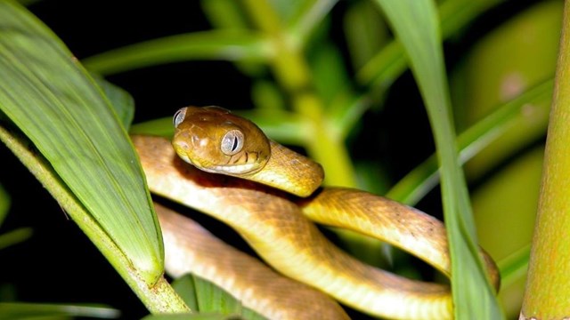 *insert alt text here, for now: Snake captured at Asan Ridge, etc