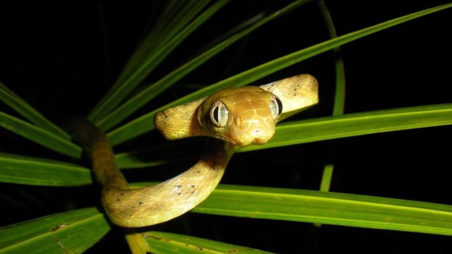 *alt text insert here*