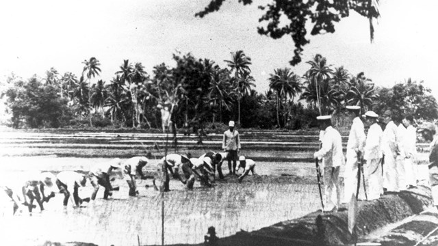 A group of uniformed Japanese soldiers watch a Chamoru laborers harvest rice.