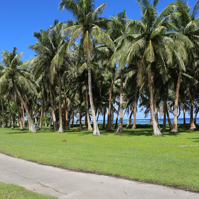Paved path through a grassy field lined with palm trees. The ocean can be seen in the background.