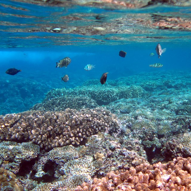 A school of fish swimming in a coral reef