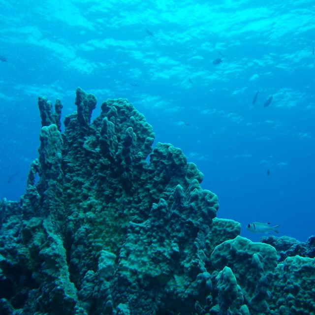 A bleached coral reef