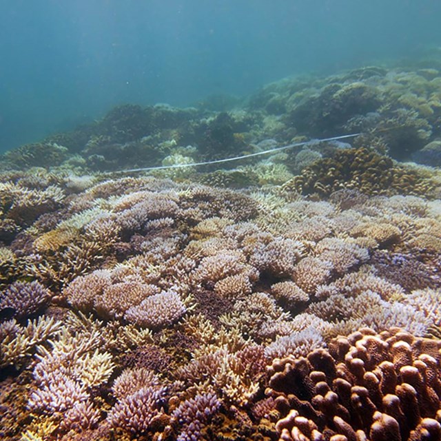 A stressed and dull coral reef