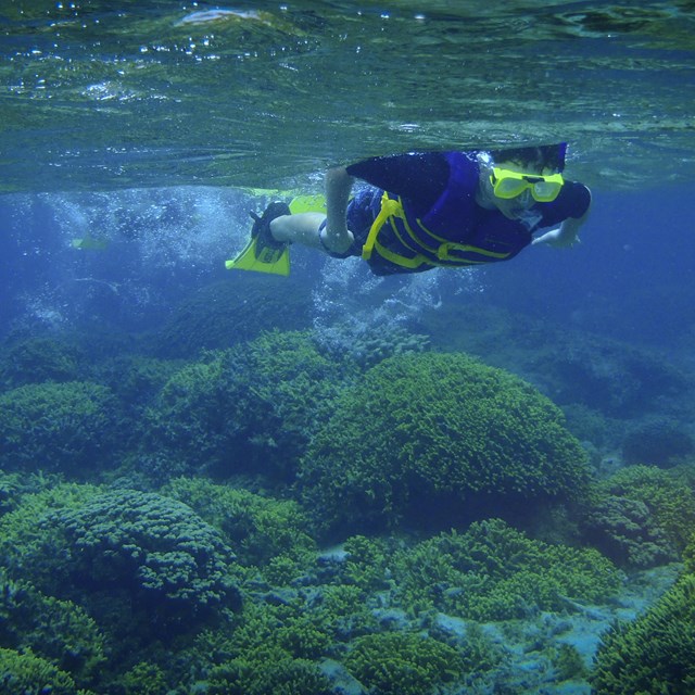 A person snorkeling over a coral reef.