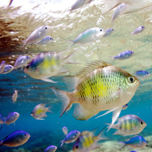 School of bright yellow fish swimming
