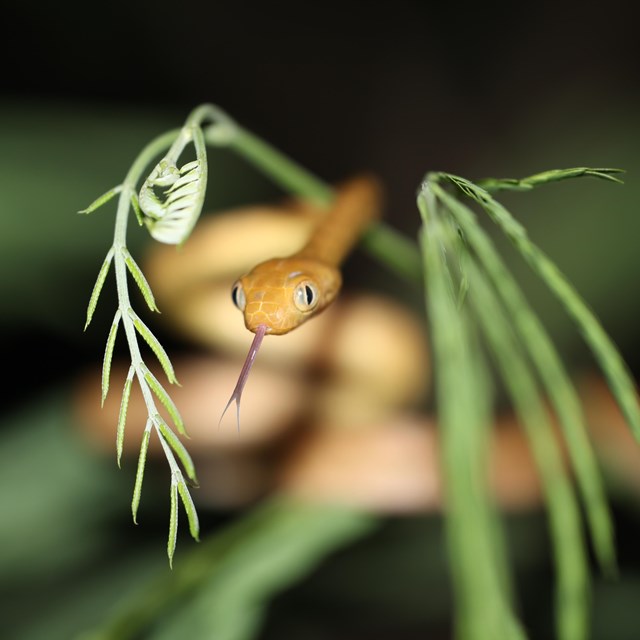 A small brown snake with its tongue out