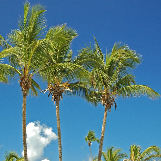 A line of coconut trees against the blue sky.