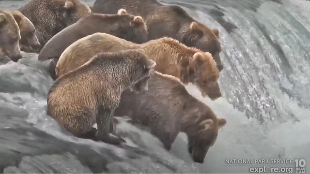 Brown bear underwater