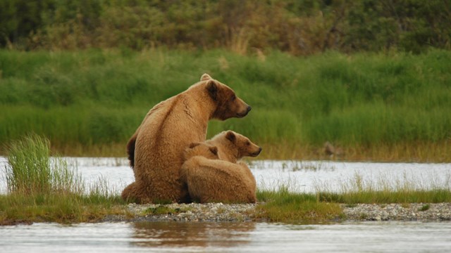 Female bear and two yearling cubs sitting on gravel bar