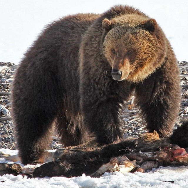 a grizzly bear feeding on a bison carcass