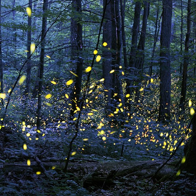 Yellow fireflies in blue forest.