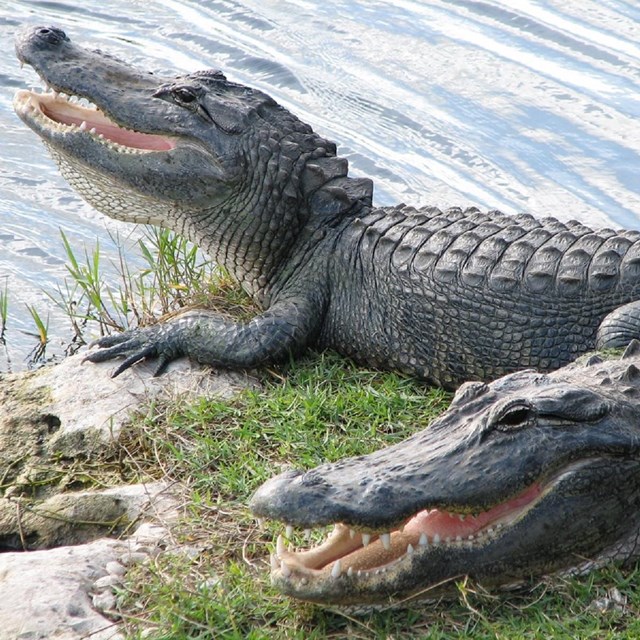 two alligators laying on a river bank