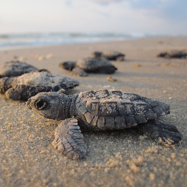 Close up of Kemp's ridley hatchlings on the sandy beach crawling to the ocean at sunrise