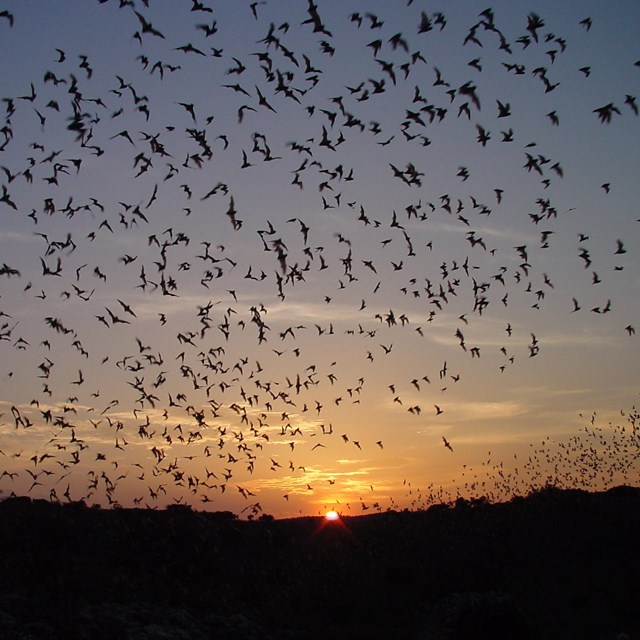 Bats in flight at dusk