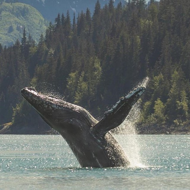 A humpback dives out of the water, ready to splash down again.