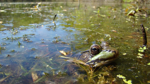 A frog peeks up from the surface of a large pond.