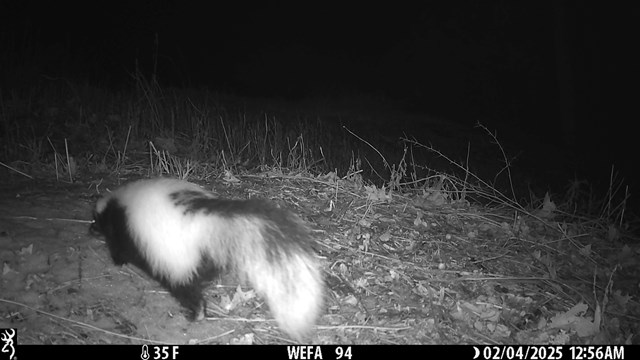 A Skunk walks along the forest floor during the night.