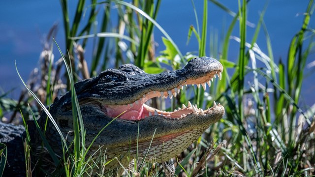 an alligator with an open mouth
