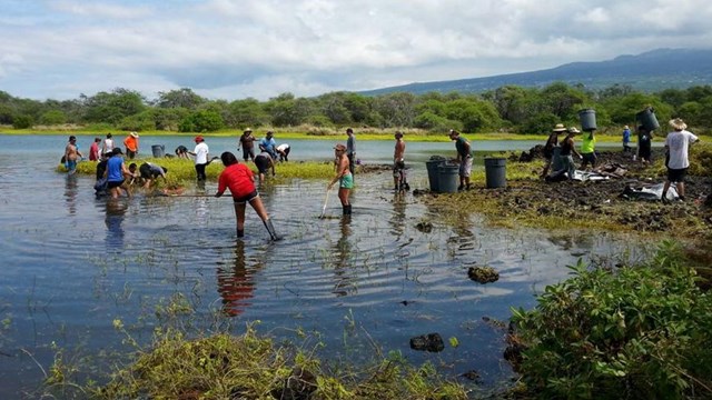 a group of volunteers work to restore a wetland
