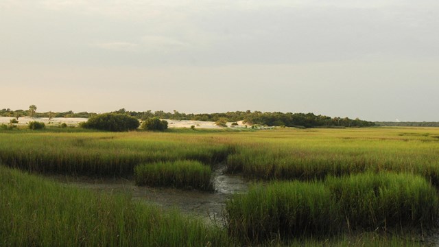 Marsh 