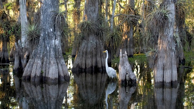 Everglades National Park Egret