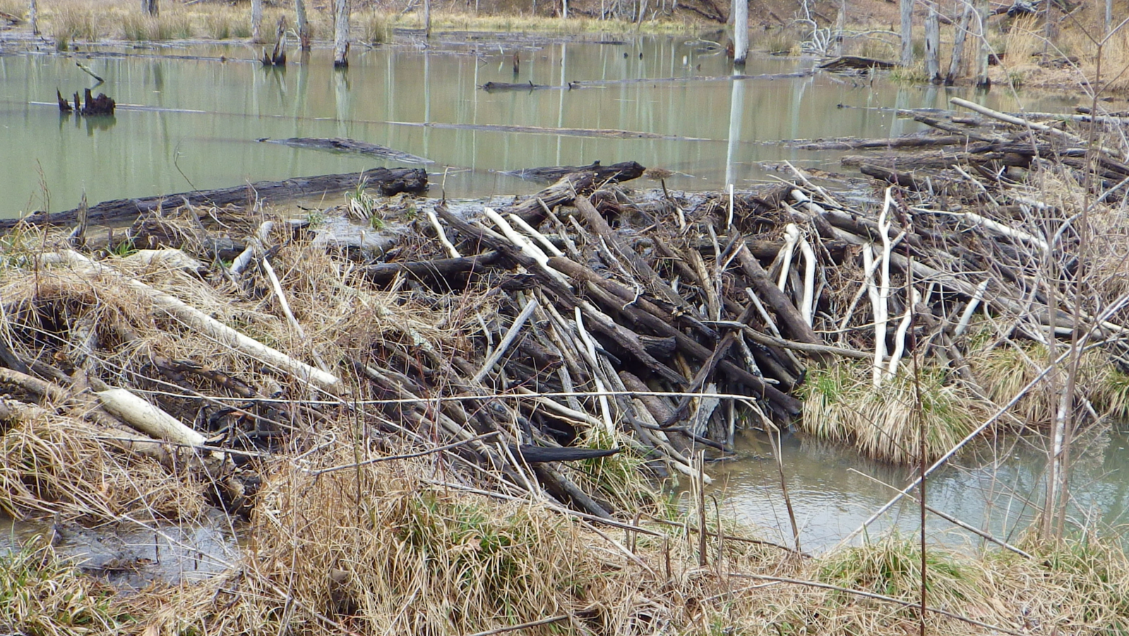 Beaver Dam