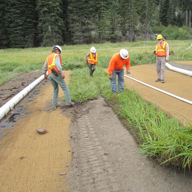 a work crew wearing hard hats and safety vests lay down sod in a restoration project