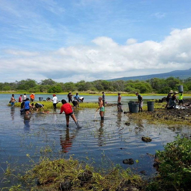 a group of volunteers wade in a wetland area during a restoration effort