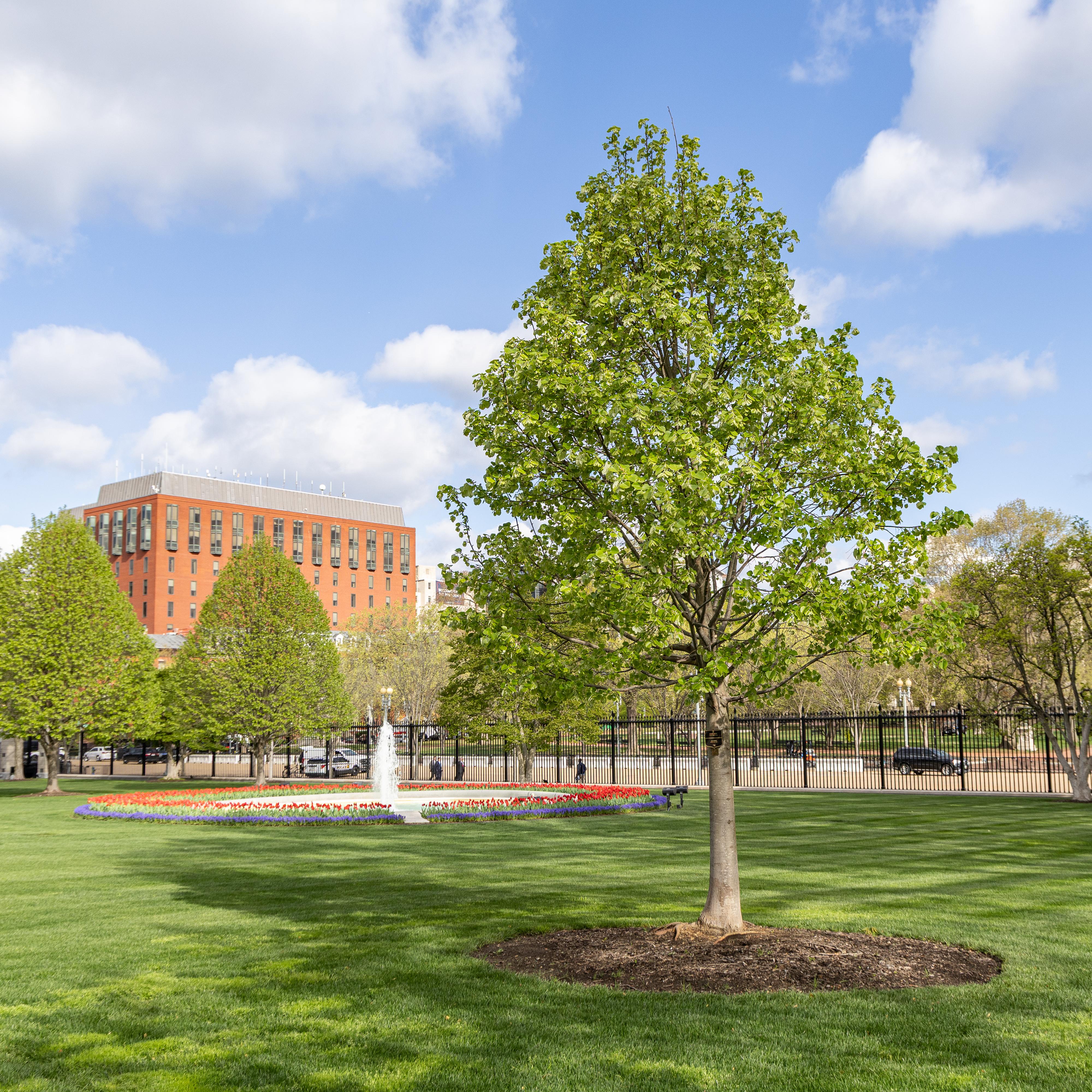 A smallish linden tree in front of the White House.