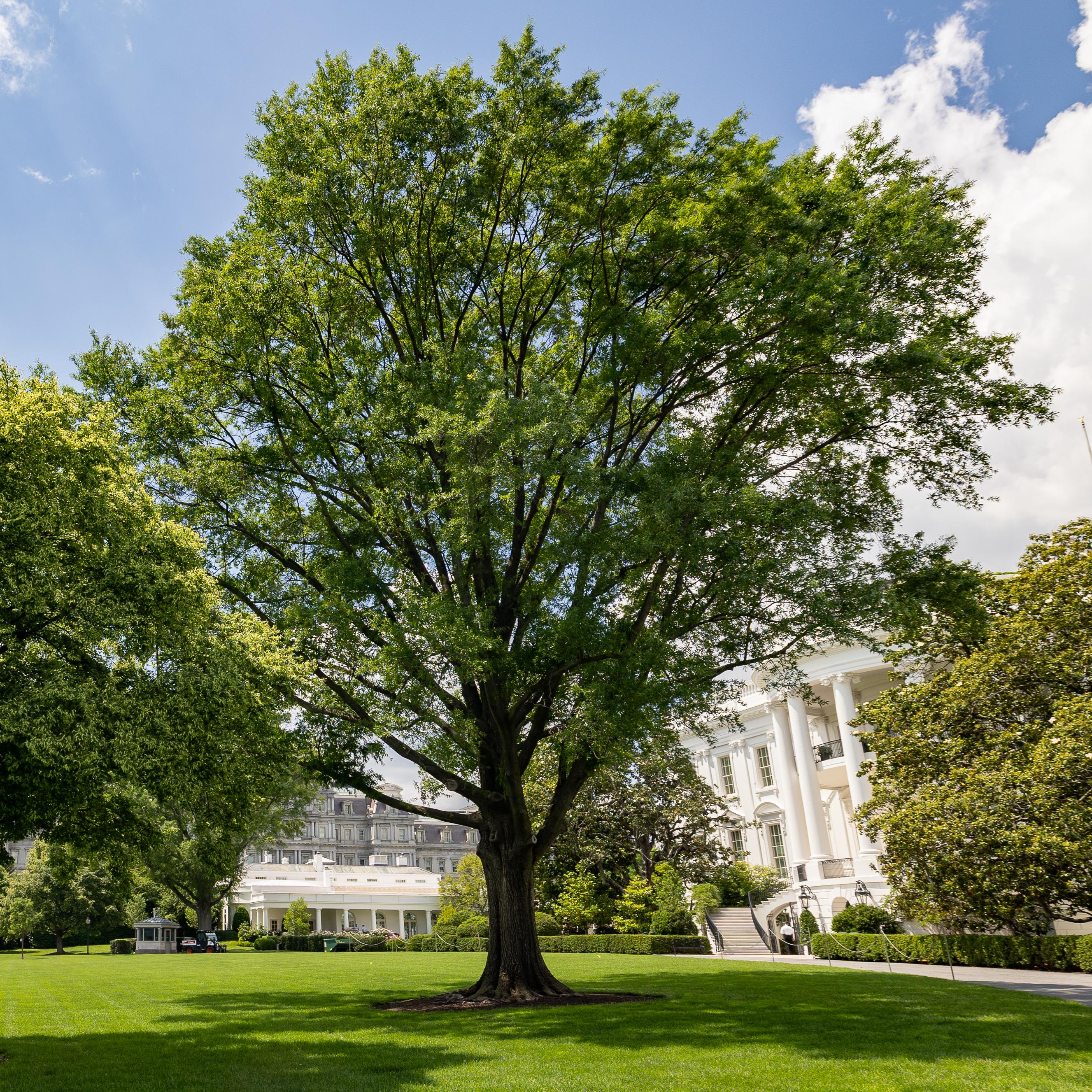 A large oak tree in front of the South Portico at the White House.