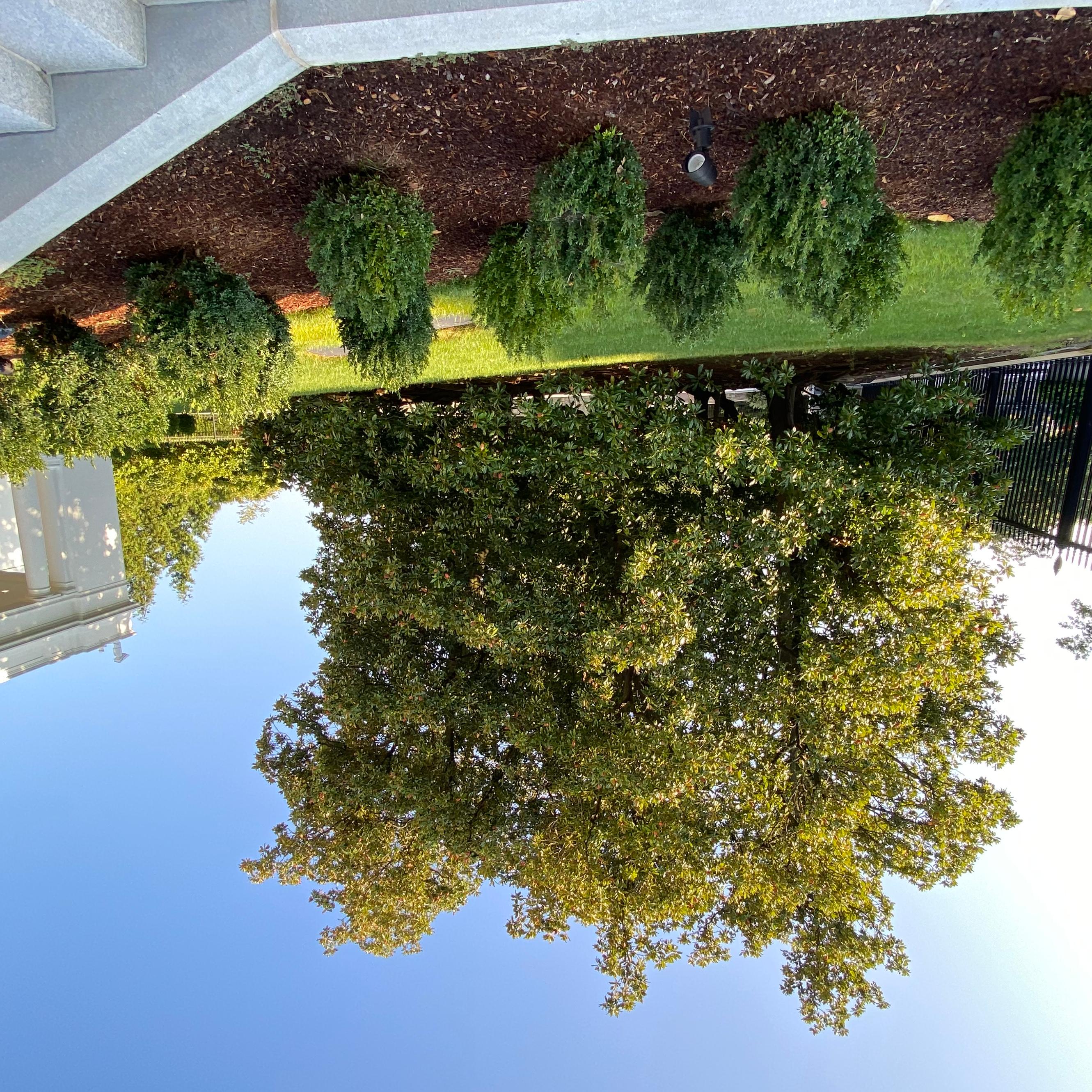 A spherical, leafy tree in front of the East Wing entrance, adjacent to the fence.